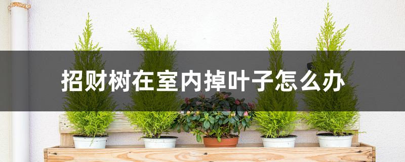 招财树在室内掉叶子怎么办