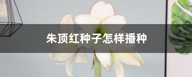 朱顶红种子怎样播种