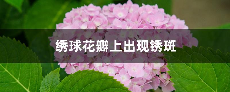 绣球花瓣上出现锈斑 绣球花瓣上出现锈斑