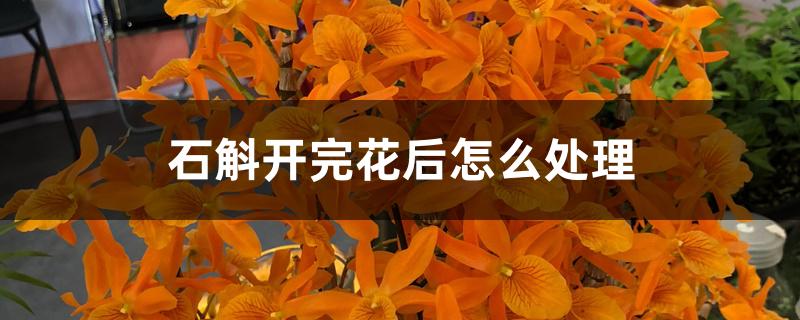 石斛开完花后怎么处理