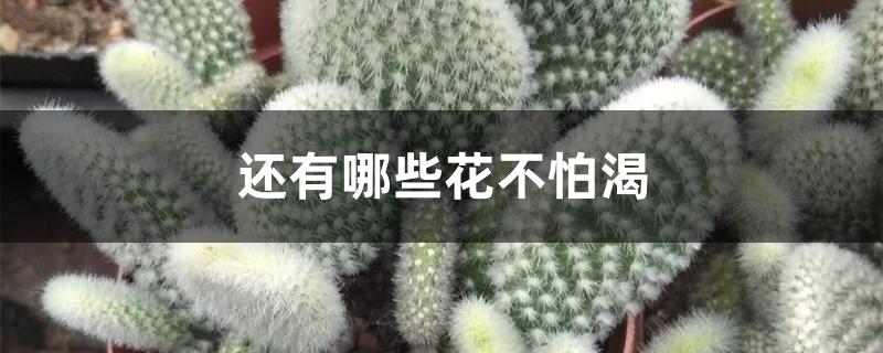 还有哪些花不怕渴