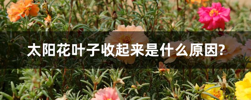 太阳花叶子收起来是什么原因?
