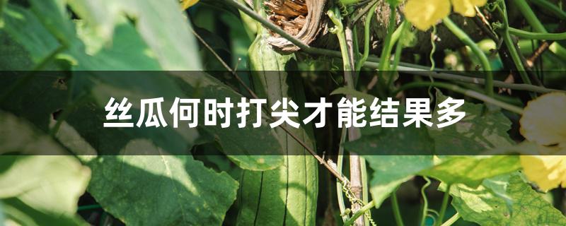 丝瓜何时打尖才能结果多 丝瓜何时打尖才能结果多