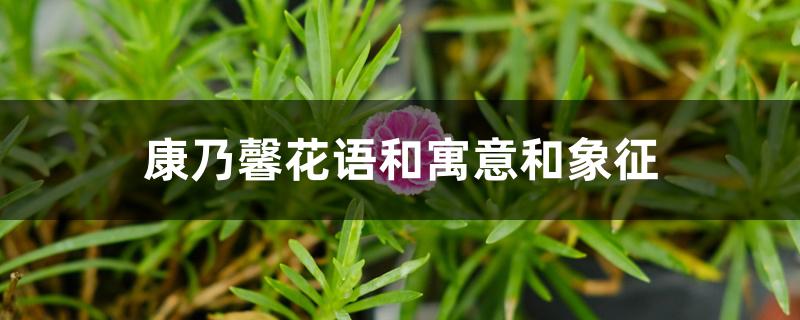 康乃馨花语和寓意和象征