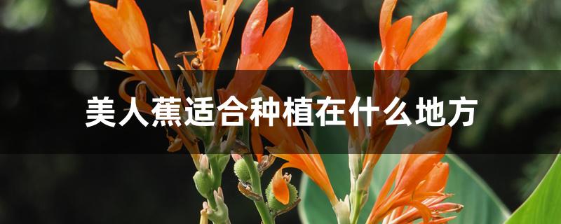 美人蕉适合种植在什么地方