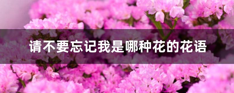 请不要忘记我是哪种花的花语 请不要忘记我是哪种花的花语