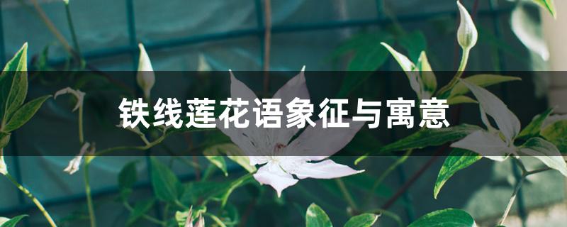 铁线莲花语象征与寓意