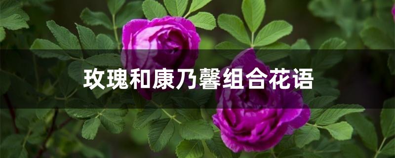 玫瑰和康乃馨组合花语