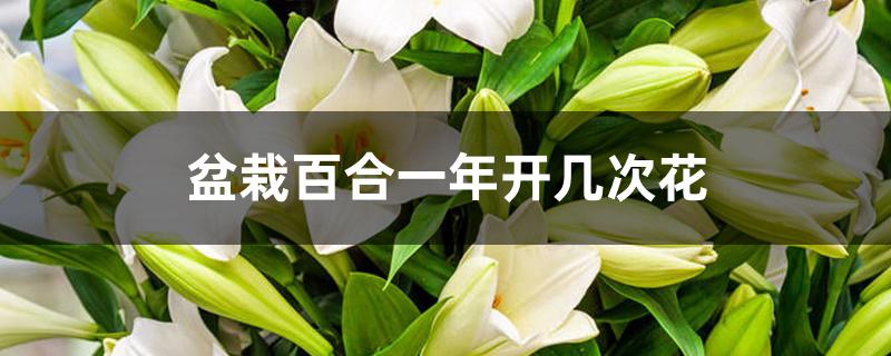 盆栽百合一年开几次花