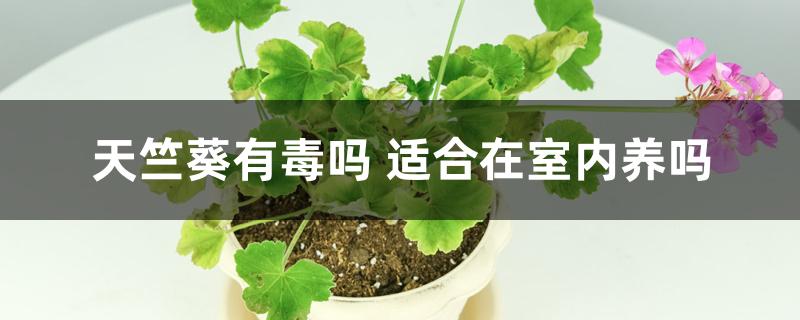 天竺葵有毒吗 适合在室内养吗