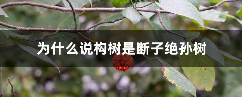 为什么说构树是断子绝孙树