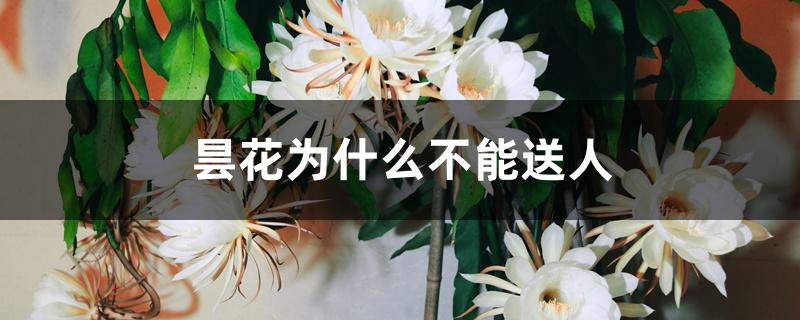 昙花为什么不能送人