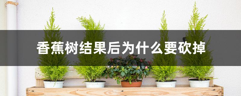 香蕉树结果后为什么要砍掉