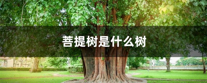 菩提树是什么树 菩提树是什么树