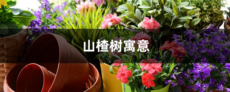 山楂树寓意 山楂树寓意