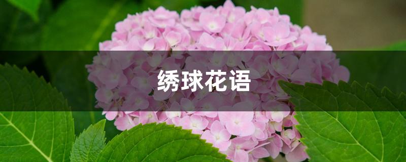 绣球花语