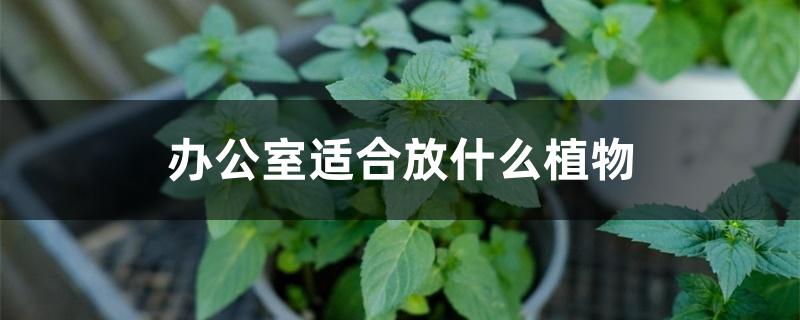 办公室适合放什么植物