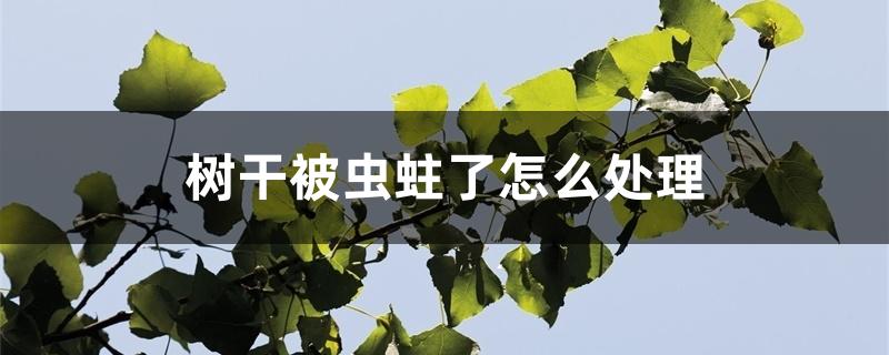 树干被虫蛀了怎么处理