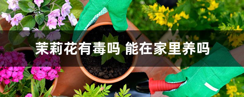 茉莉花有毒吗 能在家里养吗