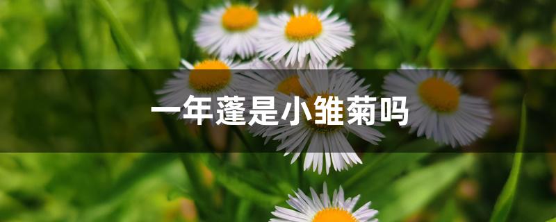 一年蓬是小雏菊吗 一年蓬是小雏菊吗