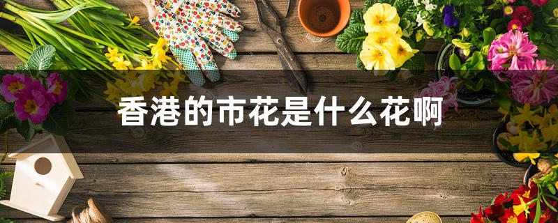 香港的市花是什么花啊 香港的市花是什么花啊