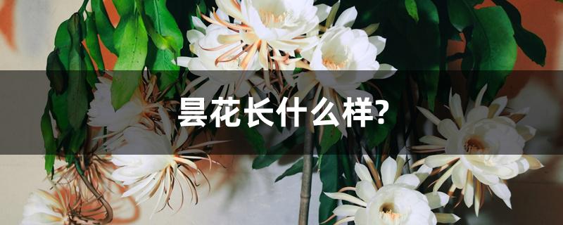 昙花长什么样?