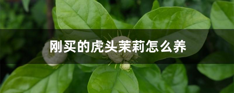 刚买的虎头茉莉怎么养