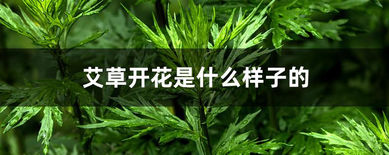 艾草开花是什么样子的