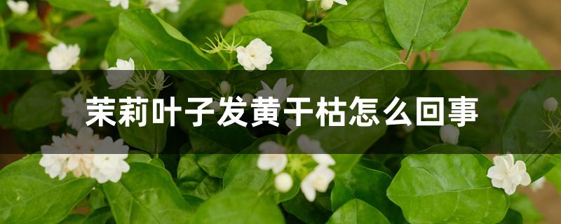 茉莉叶子发黄干枯怎么回事