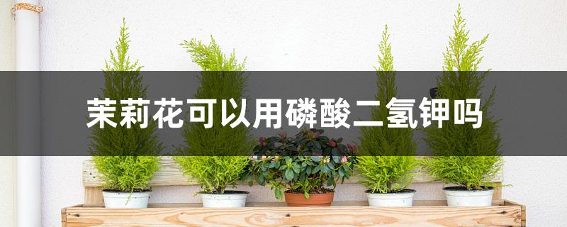 茉莉花可以用磷酸二氢钾吗 茉莉花可以用磷酸二氢钾吗