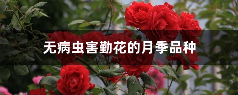 无病虫害勤花的月季品种