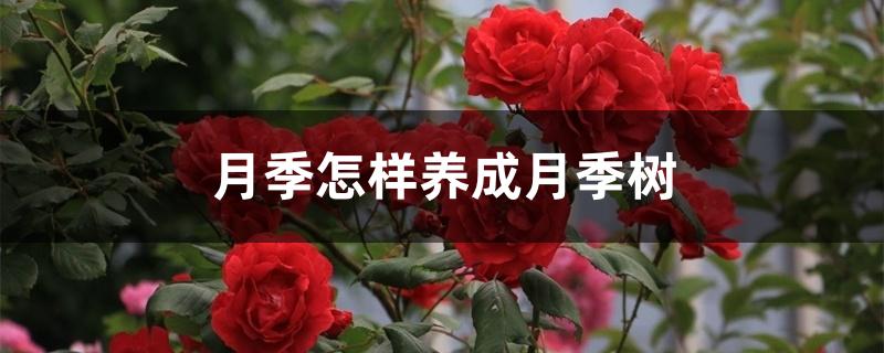 月季怎样养成月季树 月季怎样养成月季树