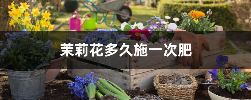 茉莉花多久施一次肥