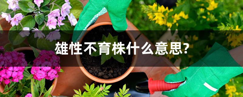 雄性不育株什么意思?