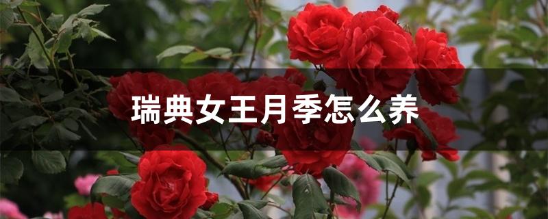 瑞典女王月季怎么养