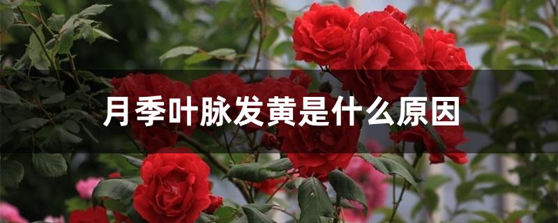 月季叶脉发黄是什么原因