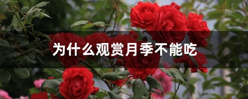 为什么观赏月季不能吃