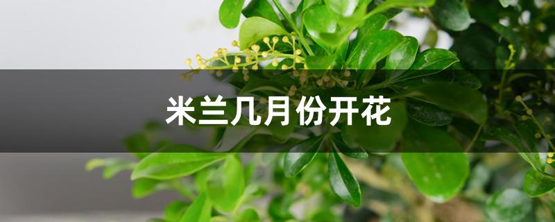 米兰几月份开花