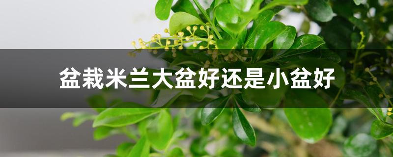 盆栽米兰大盆好还是小盆好