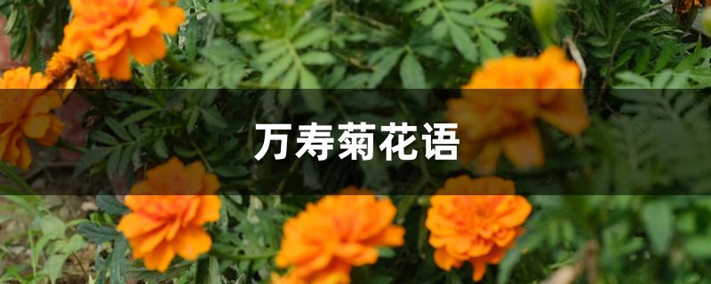 万寿菊花语