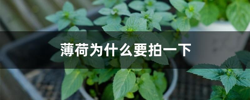 薄荷为什么要拍一下