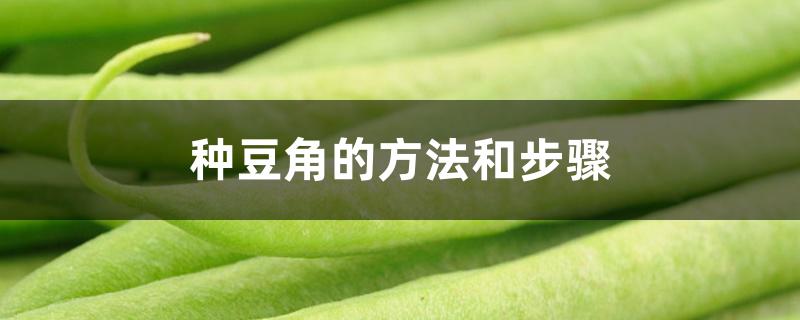 种豆角的方法和步骤
