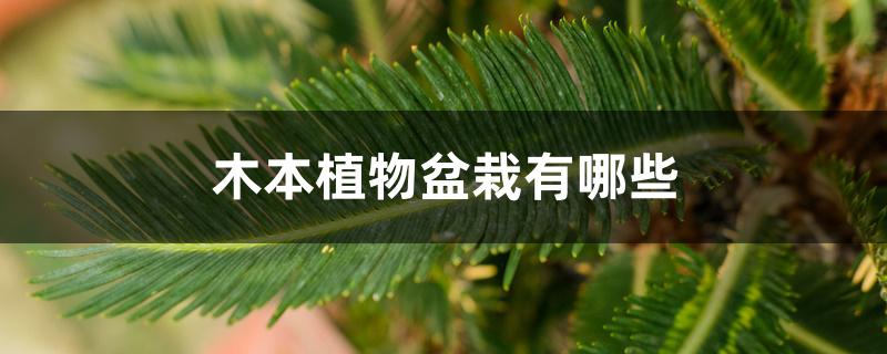 木本植物盆栽有哪些