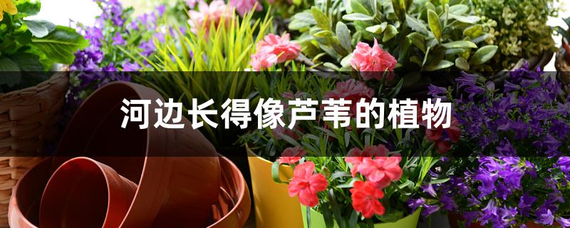 河边长得像芦苇的植物 河边长得像芦苇的植物