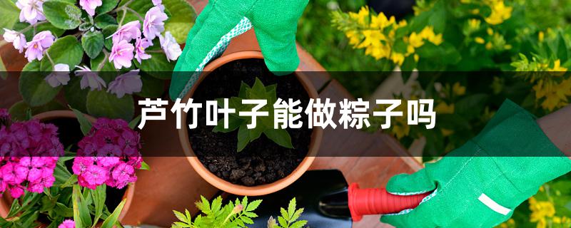 芦竹叶子能做粽子吗