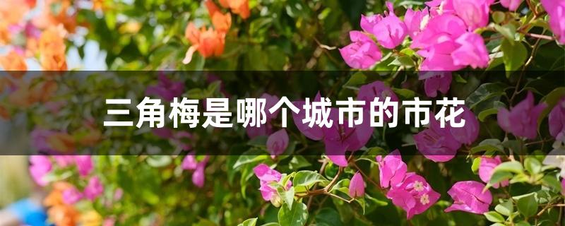 三角梅是哪个城市的市花 三角梅是哪个城市的市花