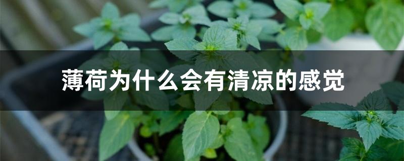 薄荷为什么会有清凉的感觉