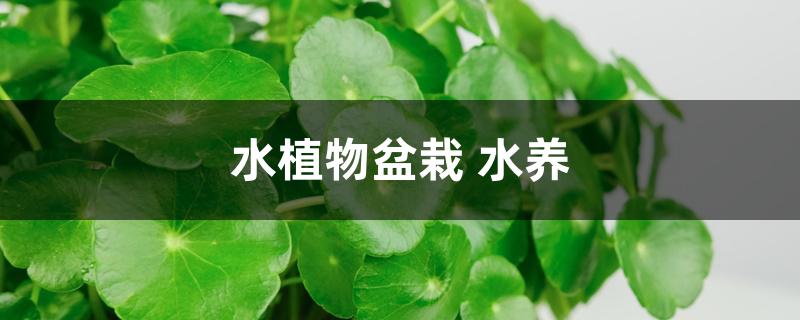 水植物盆栽 水养 水植物盆栽 水养