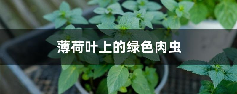 薄荷叶上的绿色肉虫 薄荷叶上的绿色肉虫