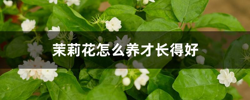 茉莉花怎么养才长得好